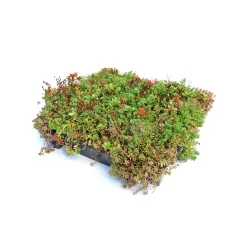 AboutGreen Gründachsystem Click und Go bis 15 Dachneigung 45 x 49,5 cm