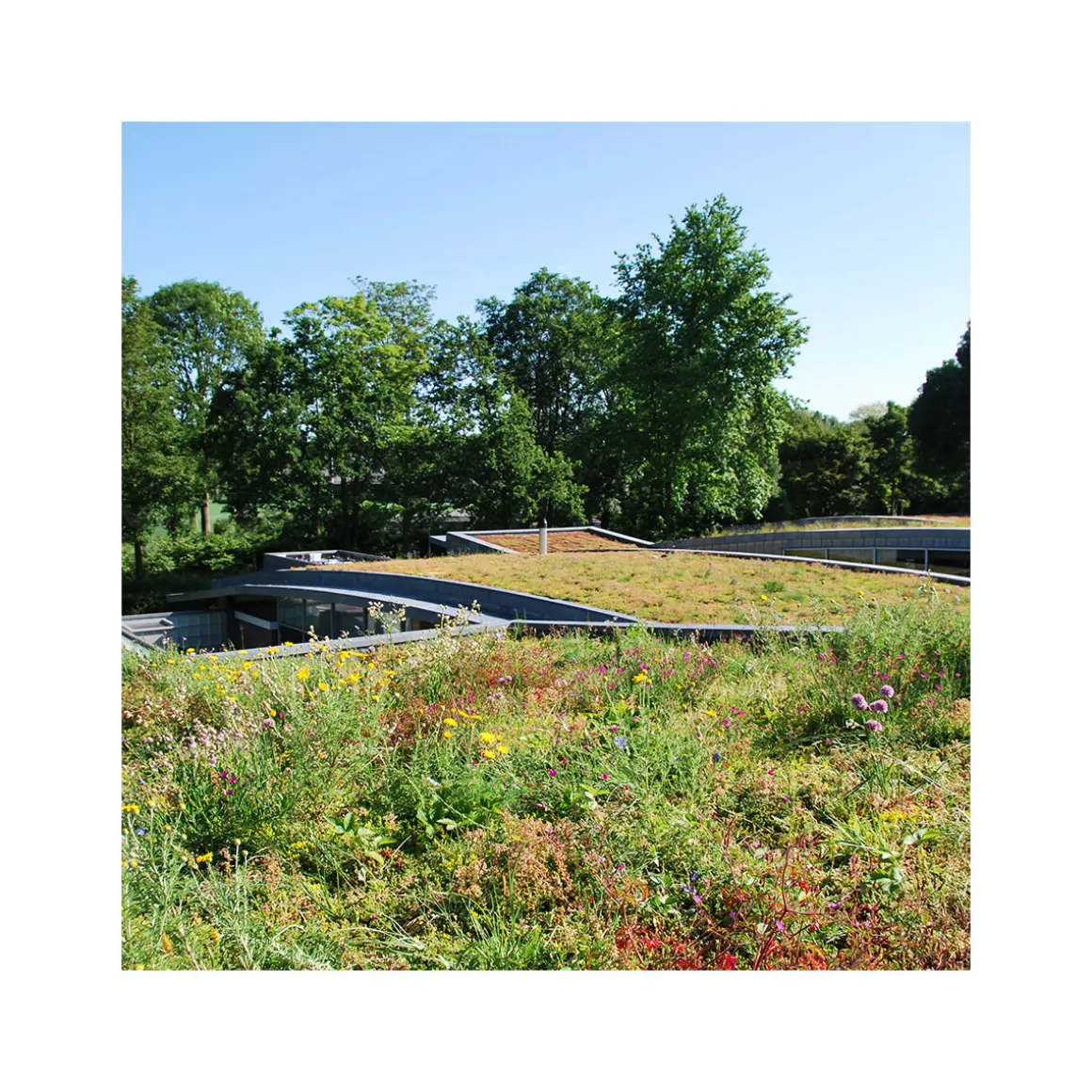 AboutGreen Gründachsystem Aromadach bis 10 Dachneigung 1 m²