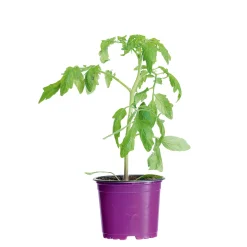Bio Gourmet Tomaten Venusbrüstchen Topf Durchmesser 11 cm