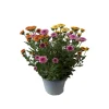 Chrysantheme Jellyfish 5-farbig im 14 cm Topf