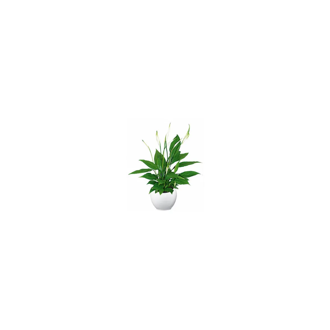 Einblatt Spathiphyllum Sweet Chico T13