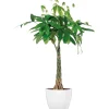 Glückskastanie Wilder Kakaobaum 75 cm