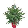 GNAD Picea pungens/pungens Glauca 110-130