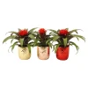 Guzmania im Keramik-Topf Ø 10 cm