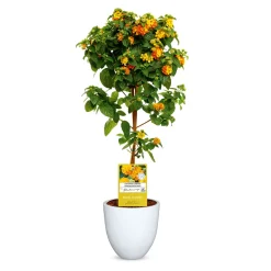 Haveson Pflanztopf Bern II Durchmesser 26 x 25 cm weiß