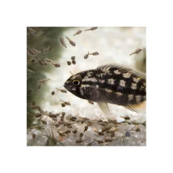JBL PRONOVO BEL GRANO BABY 3 x 10ml