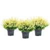 Knospenblüher Beauty Ladies Topf- Durchmesser 11 cm