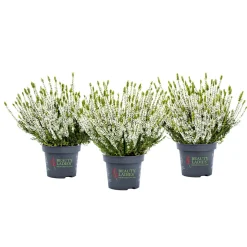 Knospenblüher Beauty Ladies Topf- Durchmesser 11 cm
