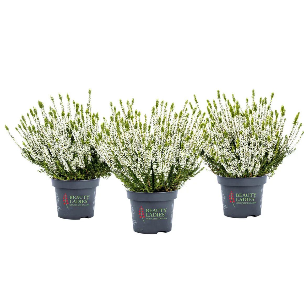 Knospenblüher Beauty Ladies Topf- Durchmesser 11 cm