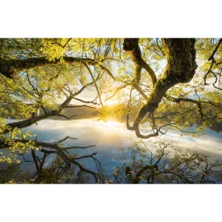 Komar Vlies Fototapete Golden Embrace 400x250 cm