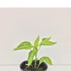 Kugelpaprika Topik Bio Antipasti
