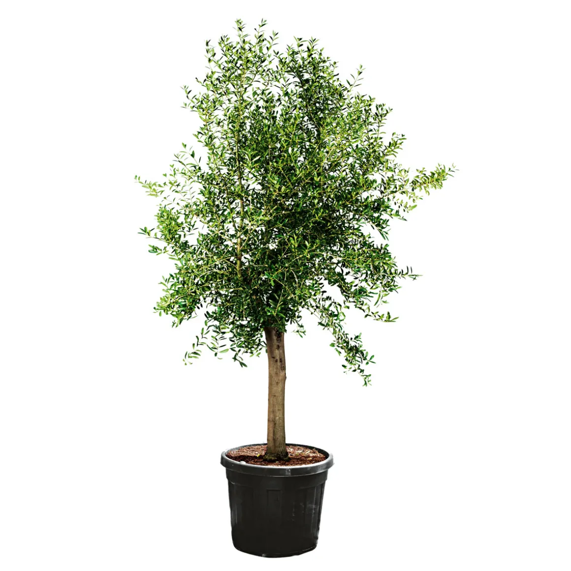 Oliven-Stamm Ornamento 180 cm Topf Durchmesser 50 cm