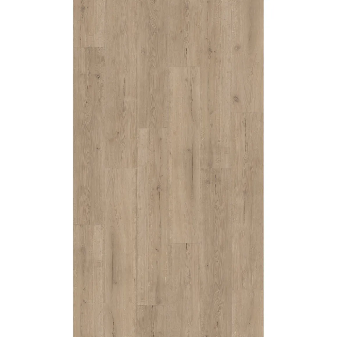 Parador Vinylboden „Basic 300147, Eiche Infinity grau, Lebhafte Struktur, 21,6x120,7 cm
