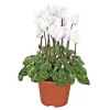 Plantiflor Alpenveilchen Topf Durchmesser 10,5 cm