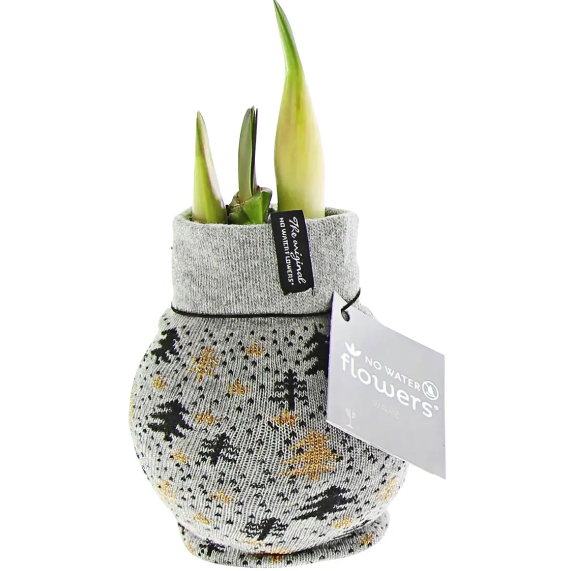 Plantiflor Amaryllis mit Socke gewachst ca 32 cm