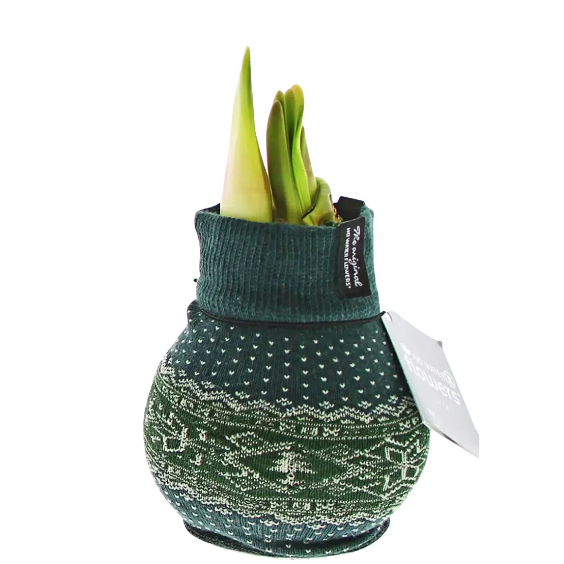 Plantiflor Amaryllis mit Socke gewachst ca 32 cm