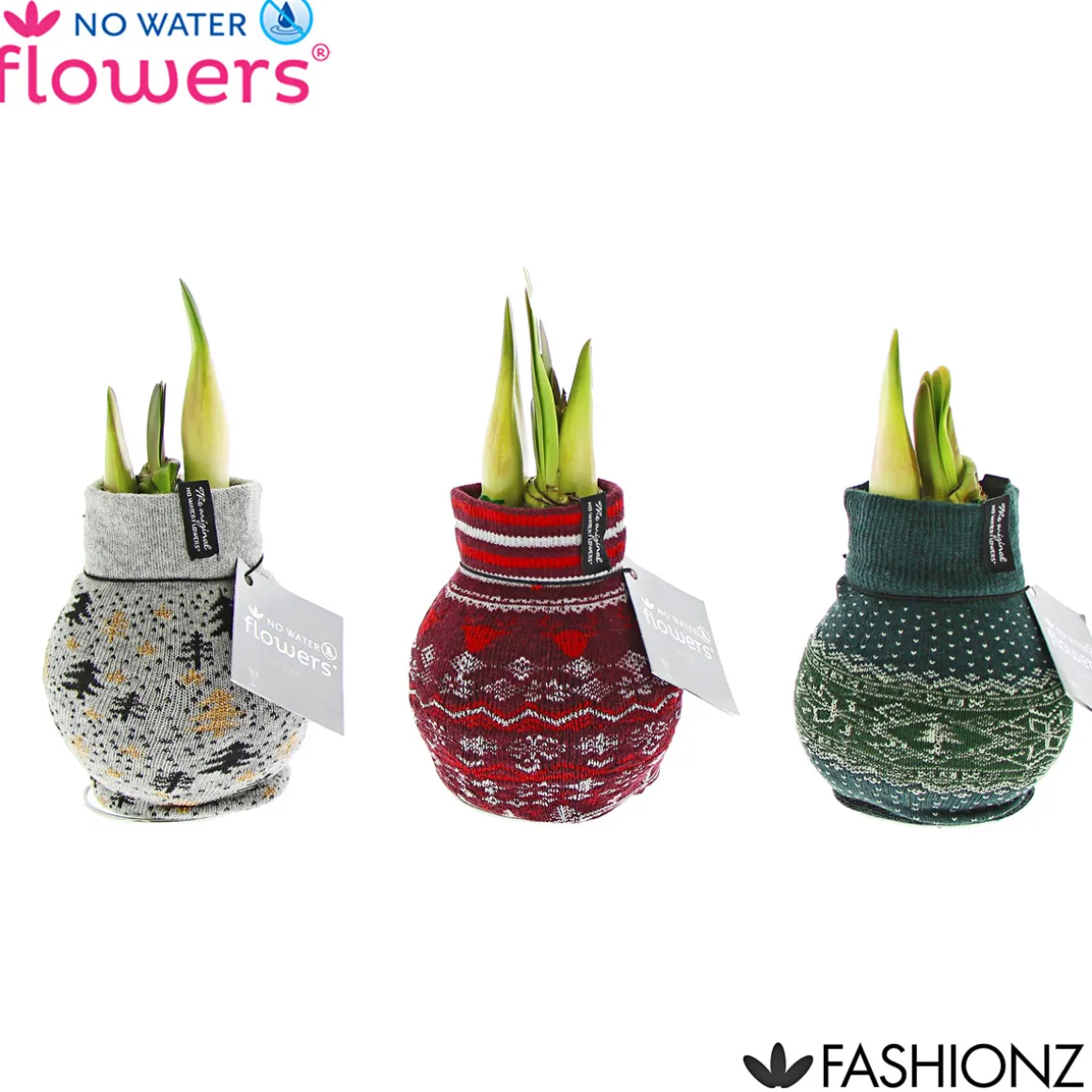 Plantiflor Amaryllis mit Socke gewachst ca 32 cm