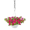 Plantiflor Ampelpflanze Petunie Topf- Durchmesser 21 cm