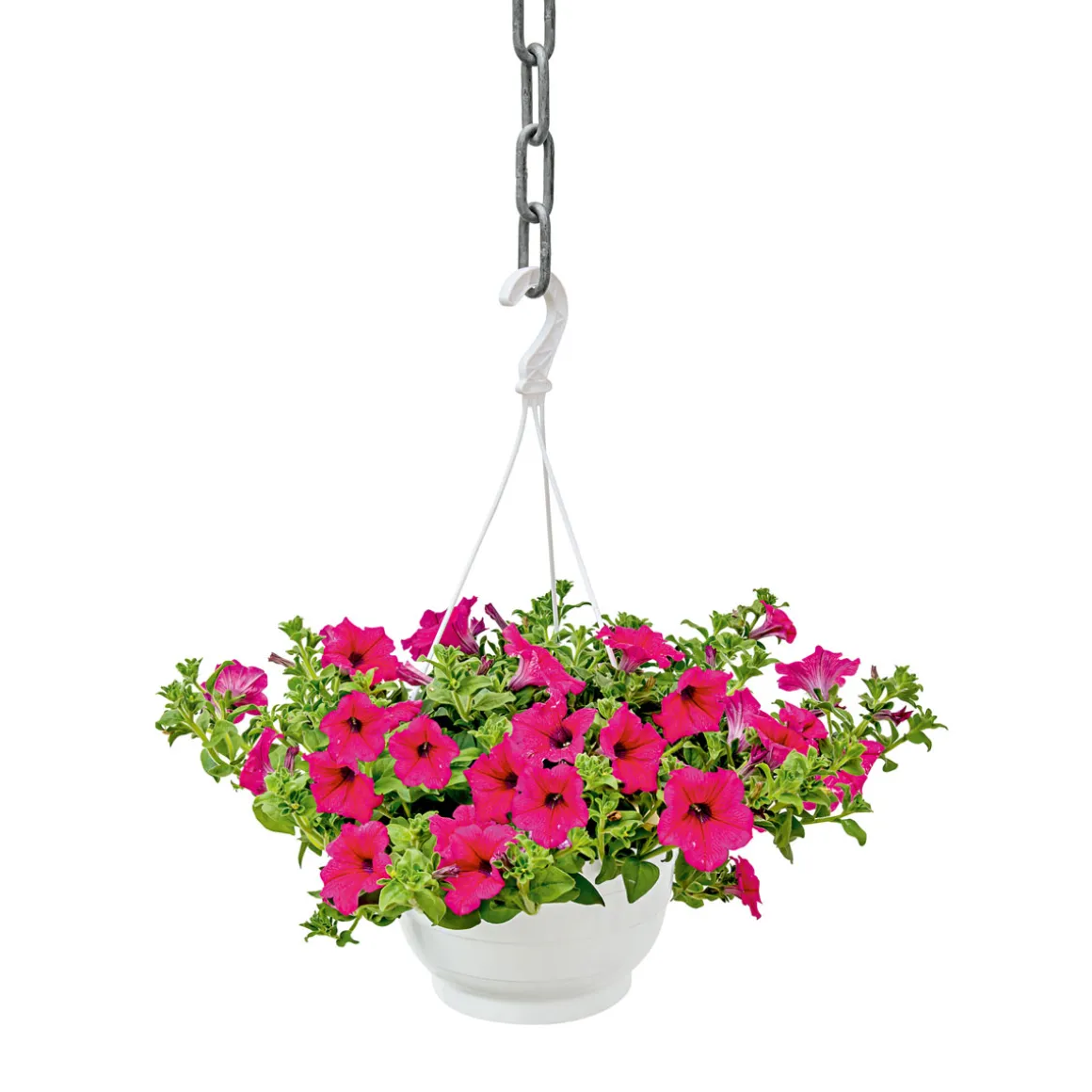 Plantiflor Ampelpflanze Petunie Topf- Durchmesser 21 cm