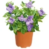Plantiflor Ballonblume Ton in Ton Topf- Durchmesser 12 cm