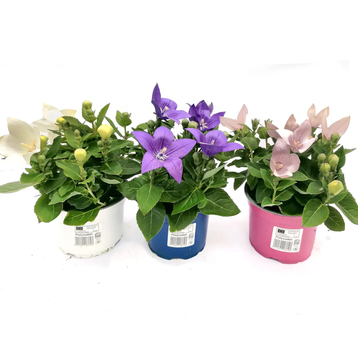 Plantiflor Ballonblume Ton in Ton Topf- Durchmesser 12 cm