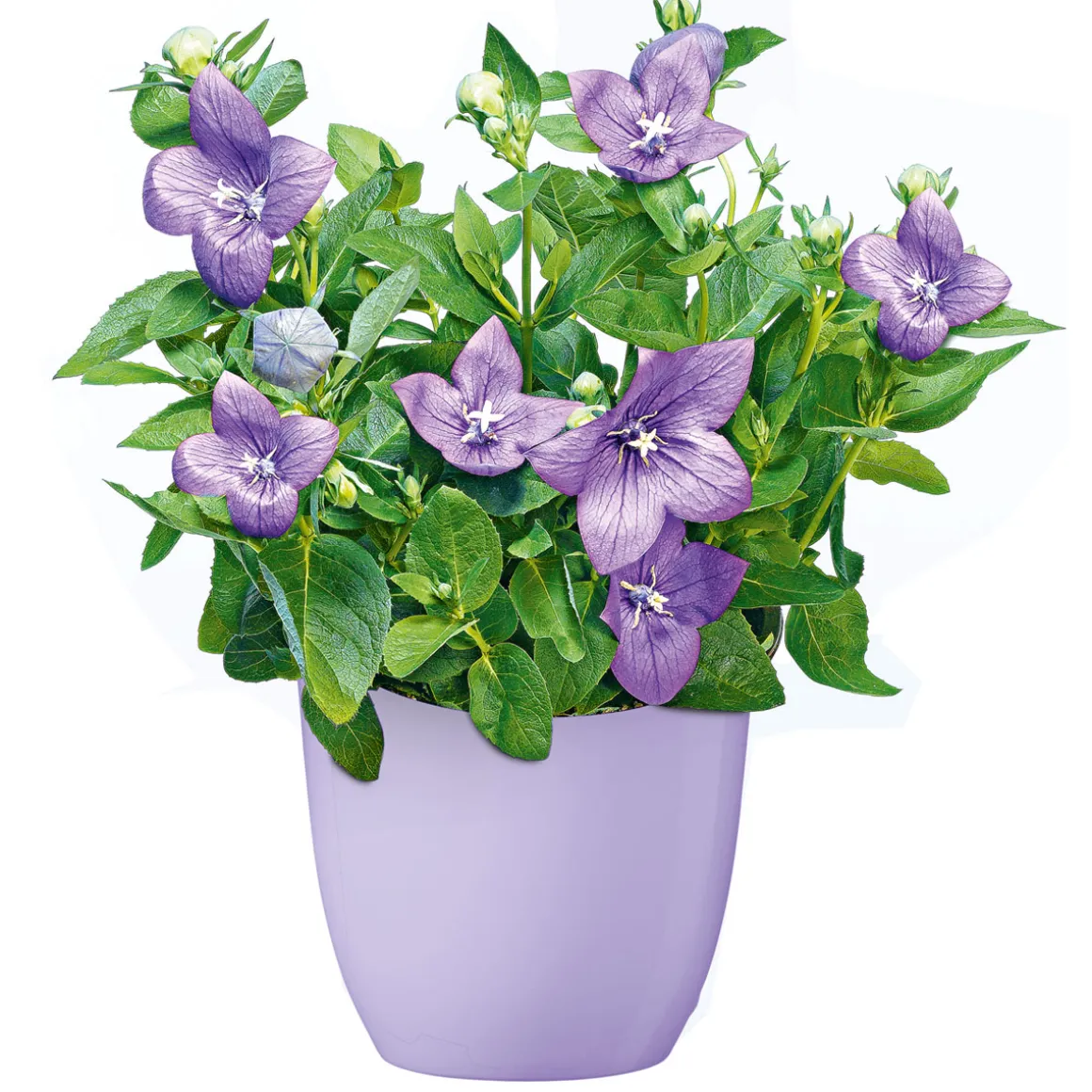 Plantiflor Ballonblume Ton in Ton Topf- Durchmesser 12 cm