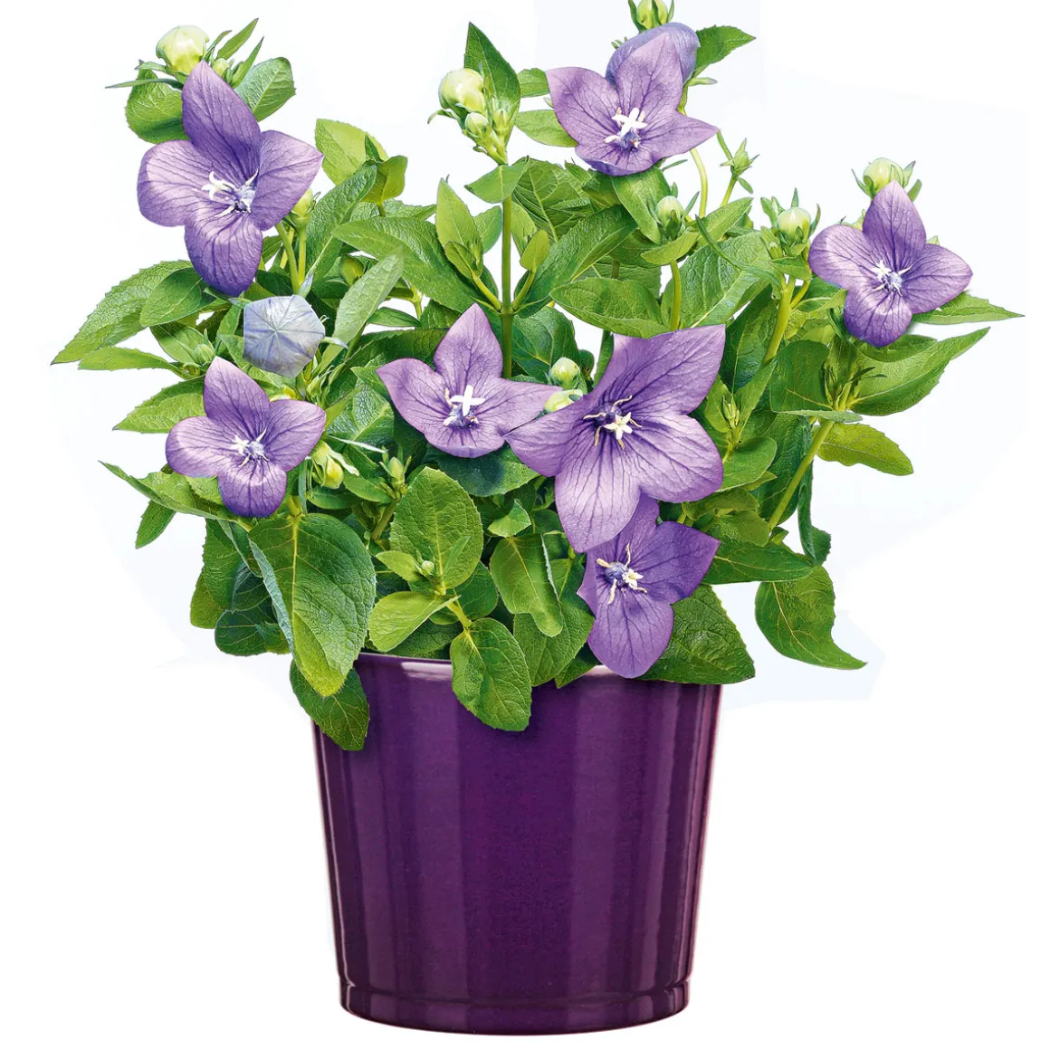 Plantiflor Ballonblume Ton in Ton Topf- Durchmesser 12 cm