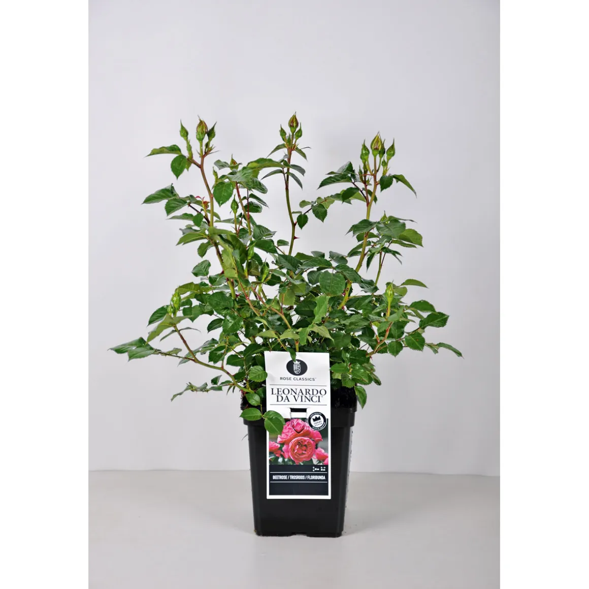 Plantiflor Beet-Duftrose rot Topf 23 cm
