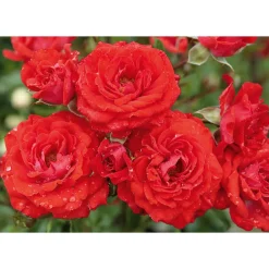Plantiflor Beet-Duftrose rot Topf 23 cm