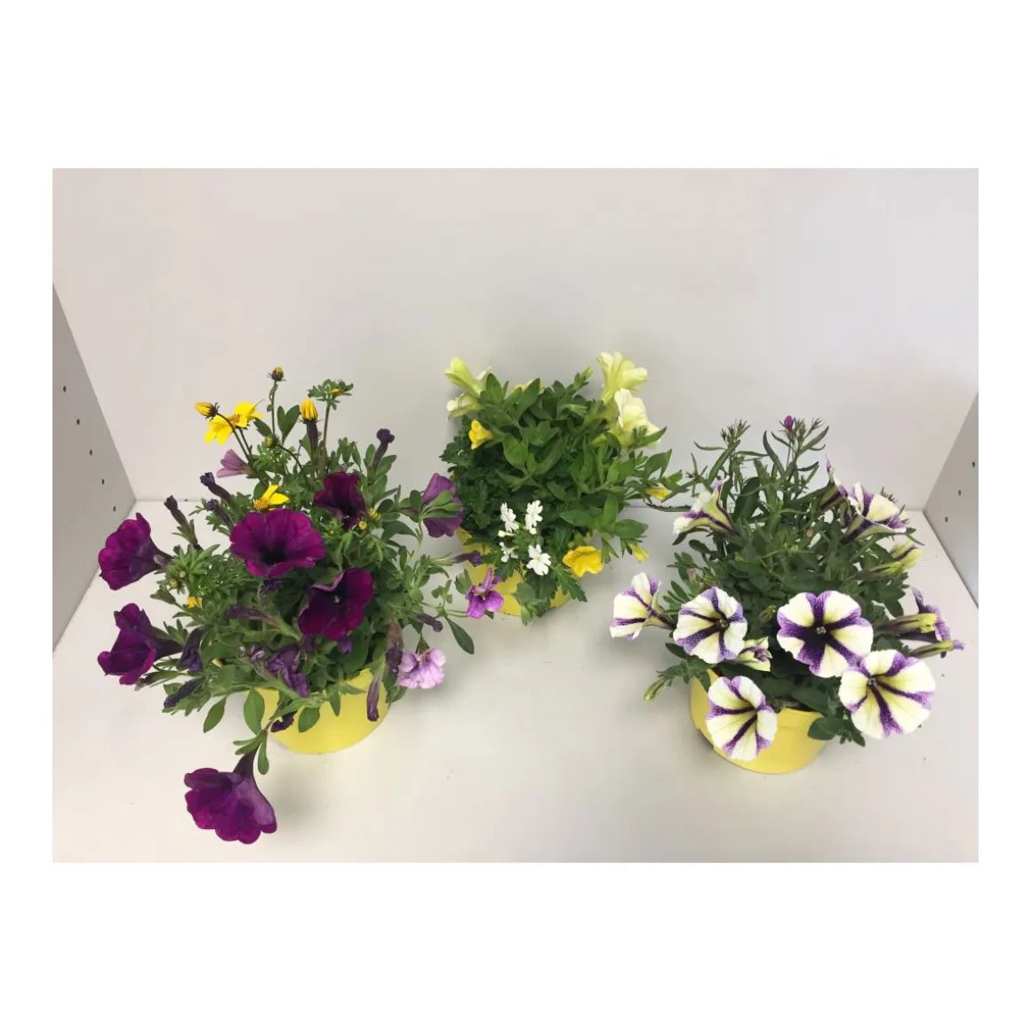 Plantiflor Beetpflanzen-Mix Topf Durchmesser 13 cm