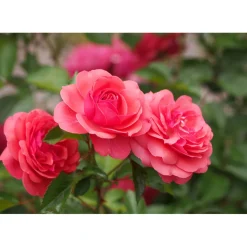 Plantiflor Beetrose Rosa Topf Durchmesser 23 cm