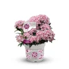 Plantiflor Berglorbeer Topf Durchmesser 20 cm