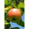 Plantiflor BIO-Apfel 'Cox Orange Renette'