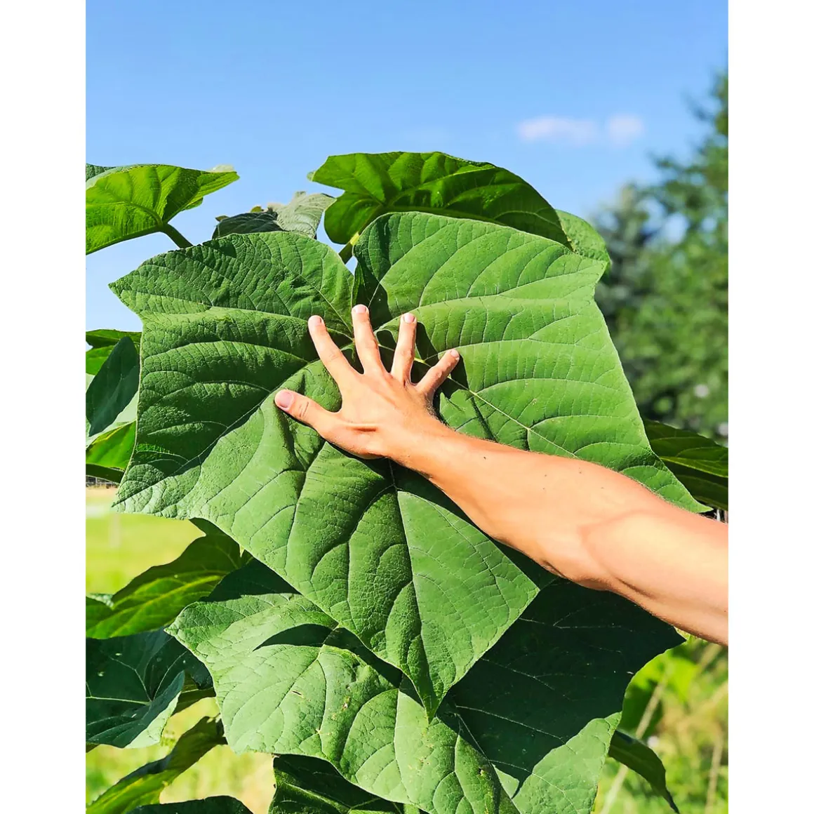 Plantiflor Bio-CO-Klimabaum Kiri-Baum Topf Durchmesser 21 cm