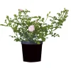 Plantiflor Bodendeckerrosen Topf Durchmesser 13 cm