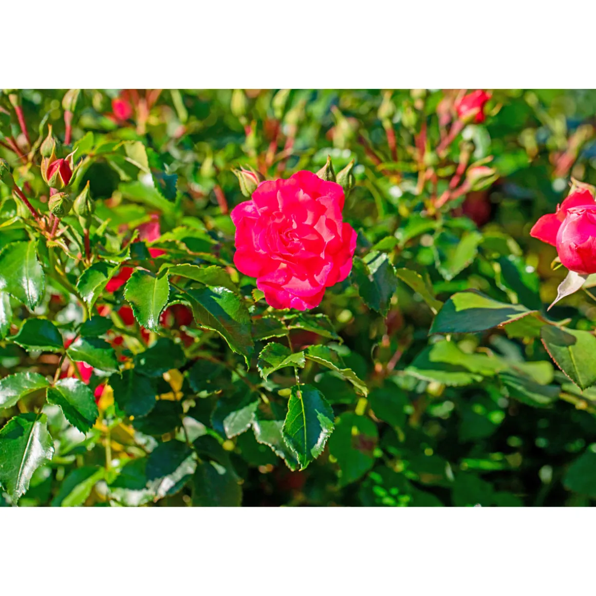 Plantiflor Bodendeckerrosen Topf Durchmesser 13 cm