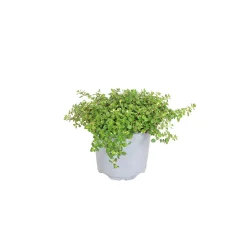 Plantiflor Bodendecker-Stauden Pflasta la Vista Topf 13 cm