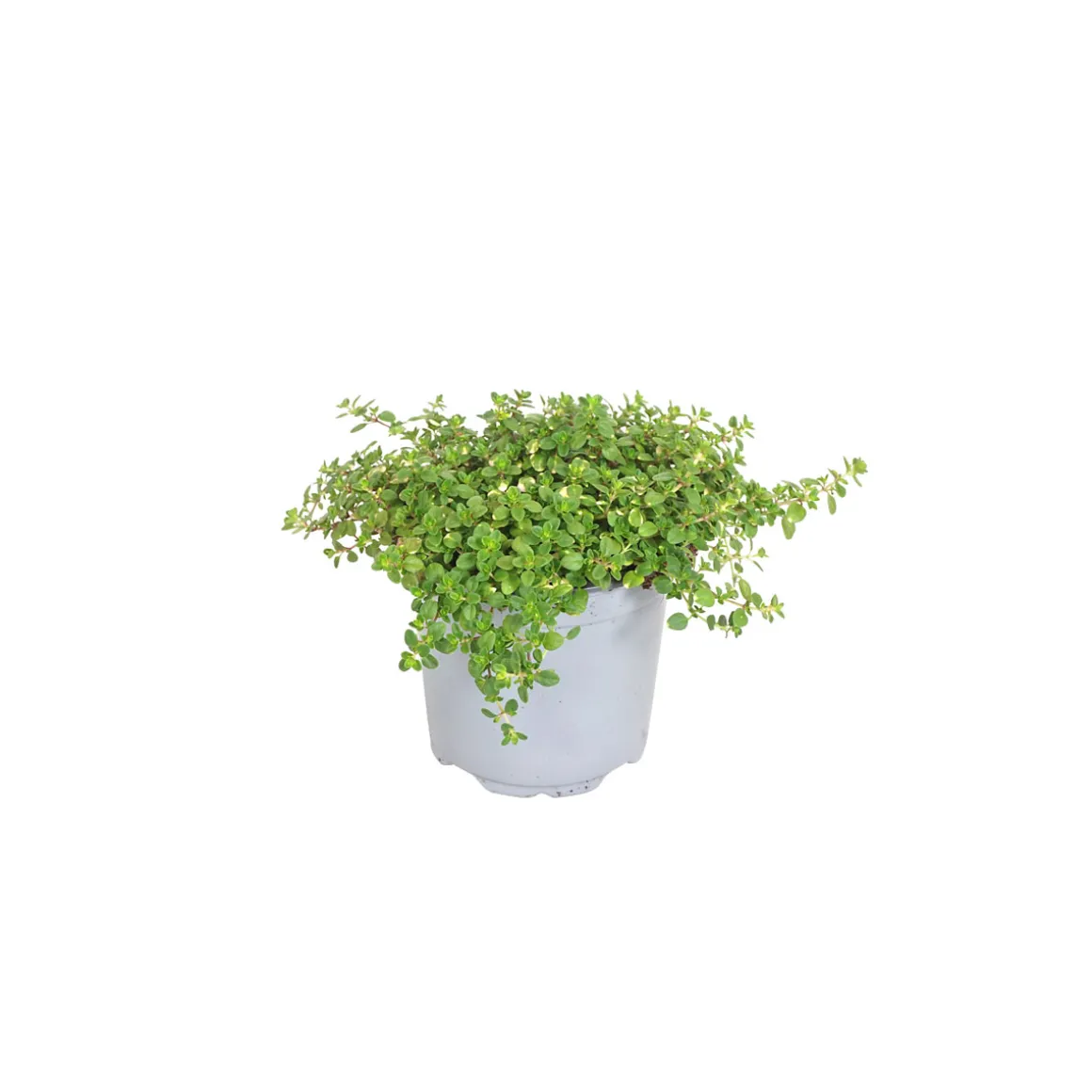 Plantiflor Bodendecker-Stauden Pflasta la Vista Topf 13 cm