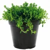 Plantiflor Bohnenkraut Topf 12 cm