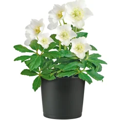 Plantiflor Christrose Topf Durchmesser 15 cm