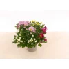Plantiflor Chrysantheme T13 4 Farben