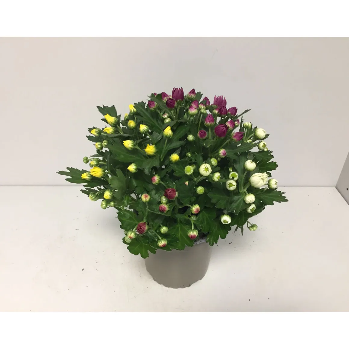 Plantiflor Chrysantheme T13 4 Farben