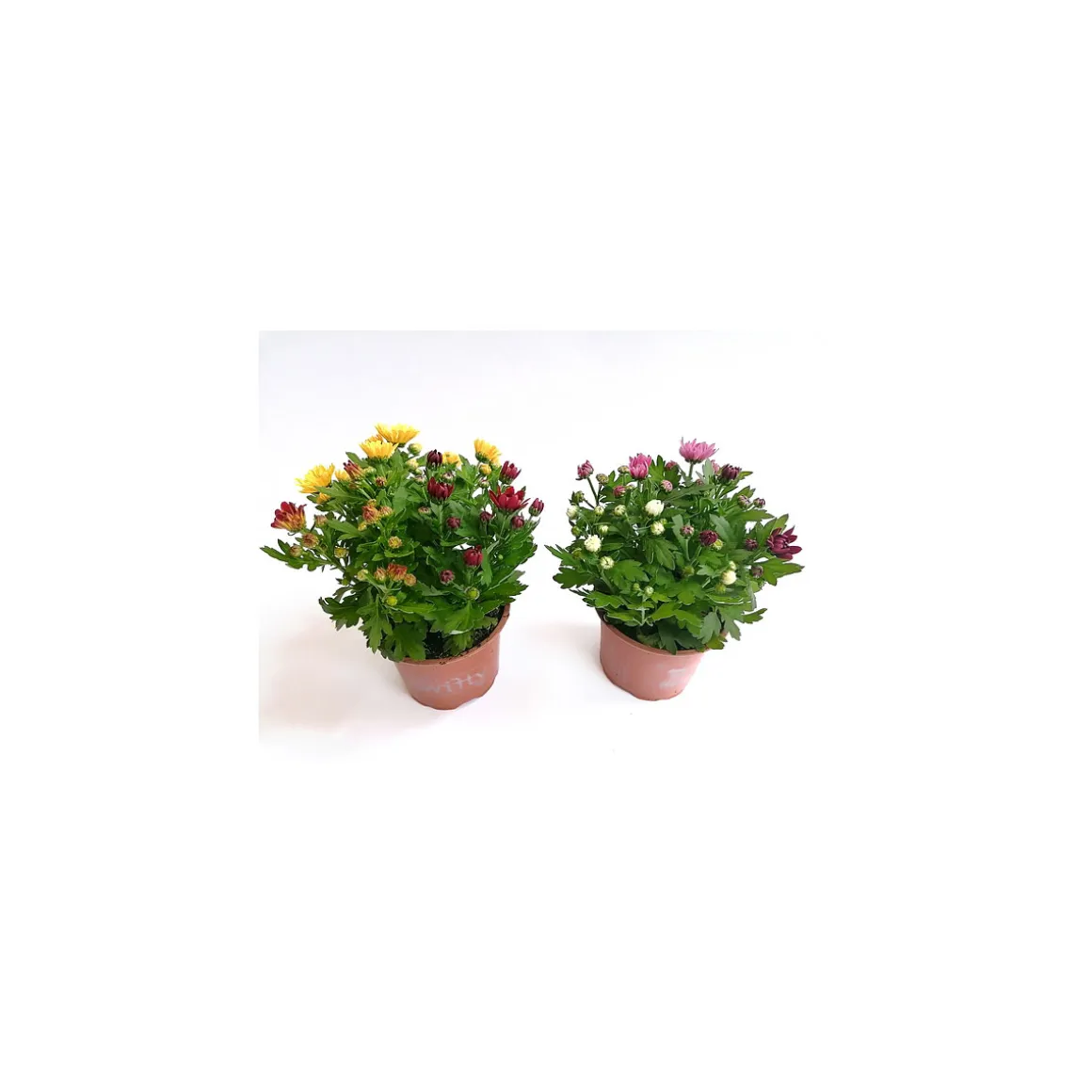 Plantiflor Chrysanthemen Swifty Carneval T10,5