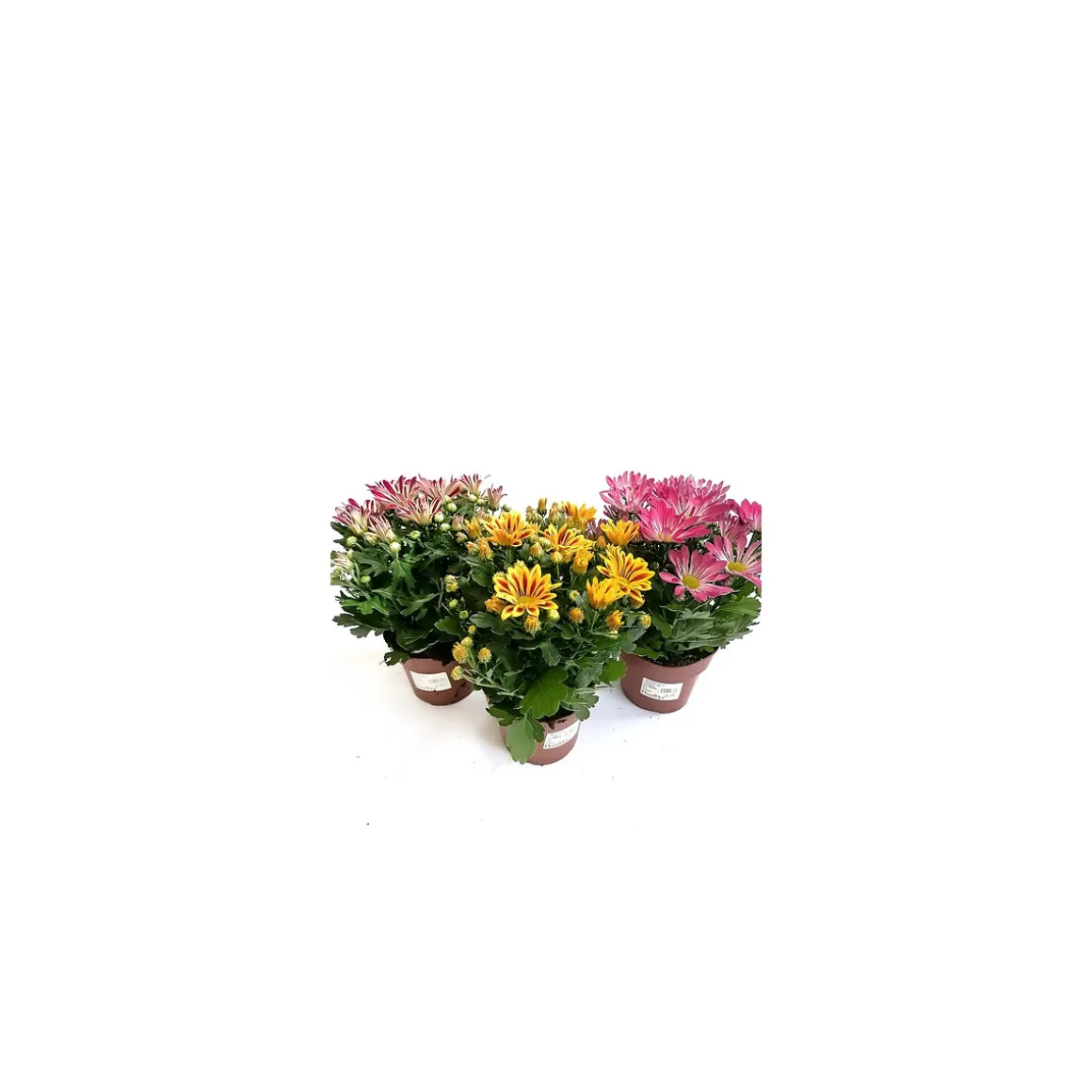 Plantiflor Chrysanthemen-Mix T14