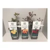 Plantiflor David Austin Rosen-Mix Topf Durchmesser 19 cm