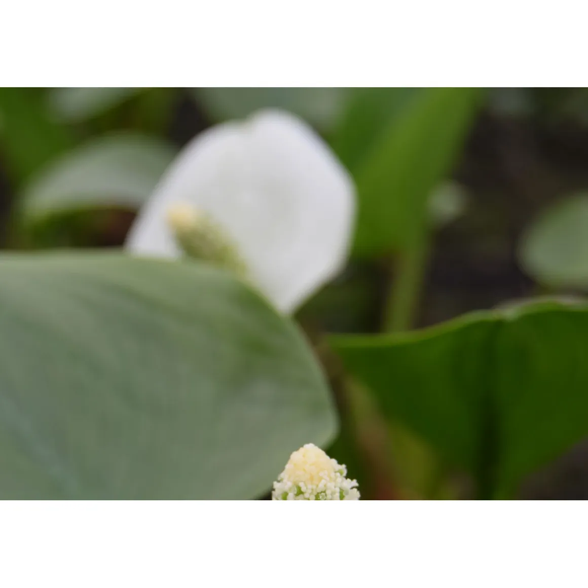 Plantiflor Drachenwurz Topf Durchmesser 13 cm