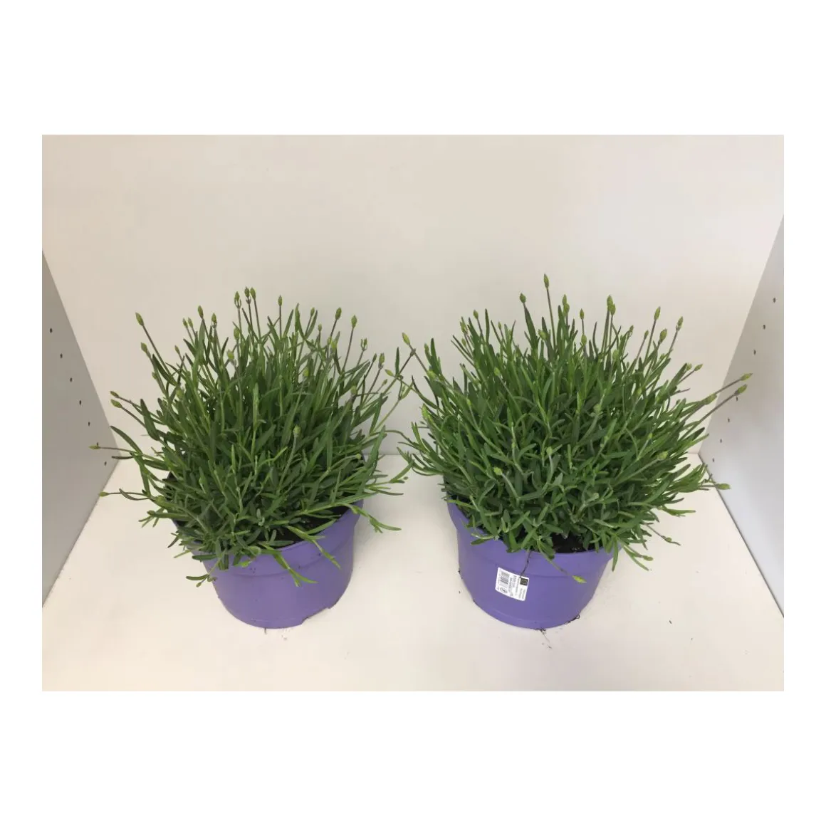 Plantiflor Echter Lavendel T19
