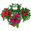 Plantiflor Edellieschen T12 versch Farben