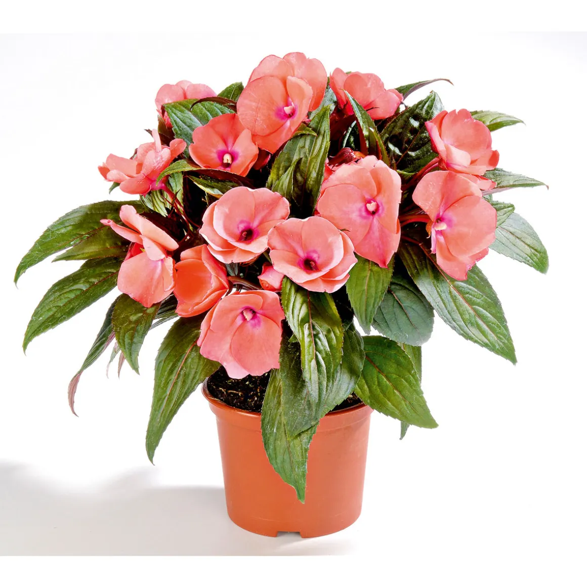 Plantiflor Edellieschen T12 versch Farben