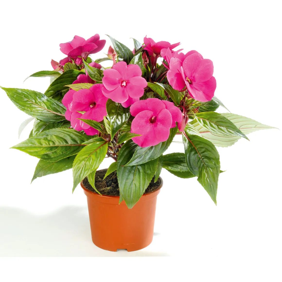 Plantiflor Edellieschen T12 versch Farben